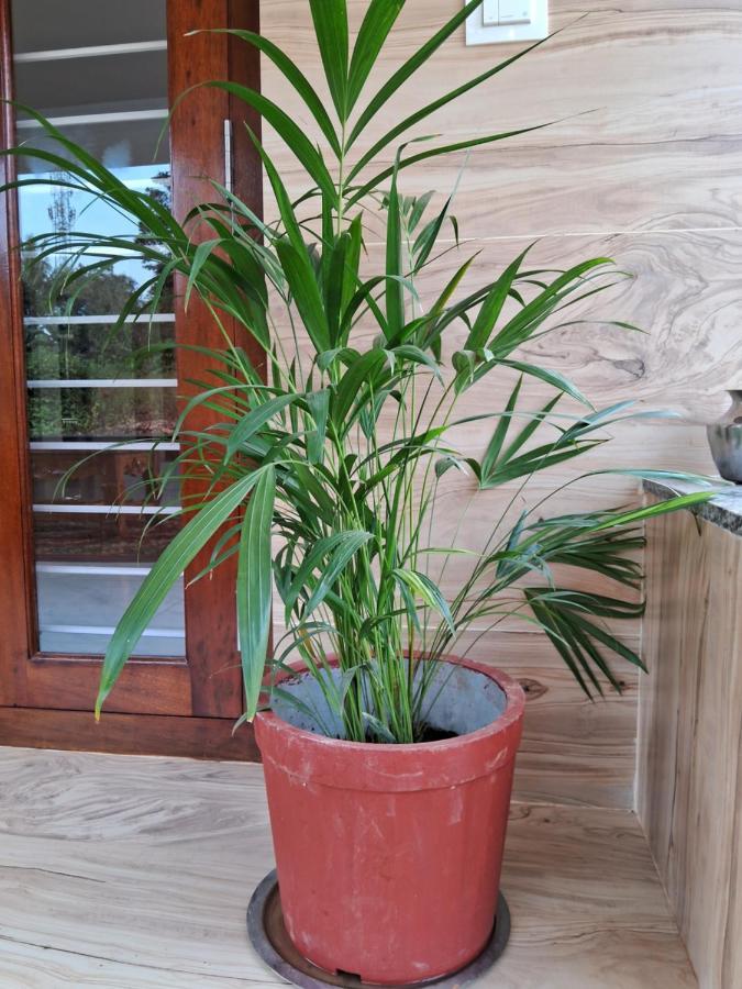 Coorg Teakwood Treasure Homestay 马迪凯里 外观 照片