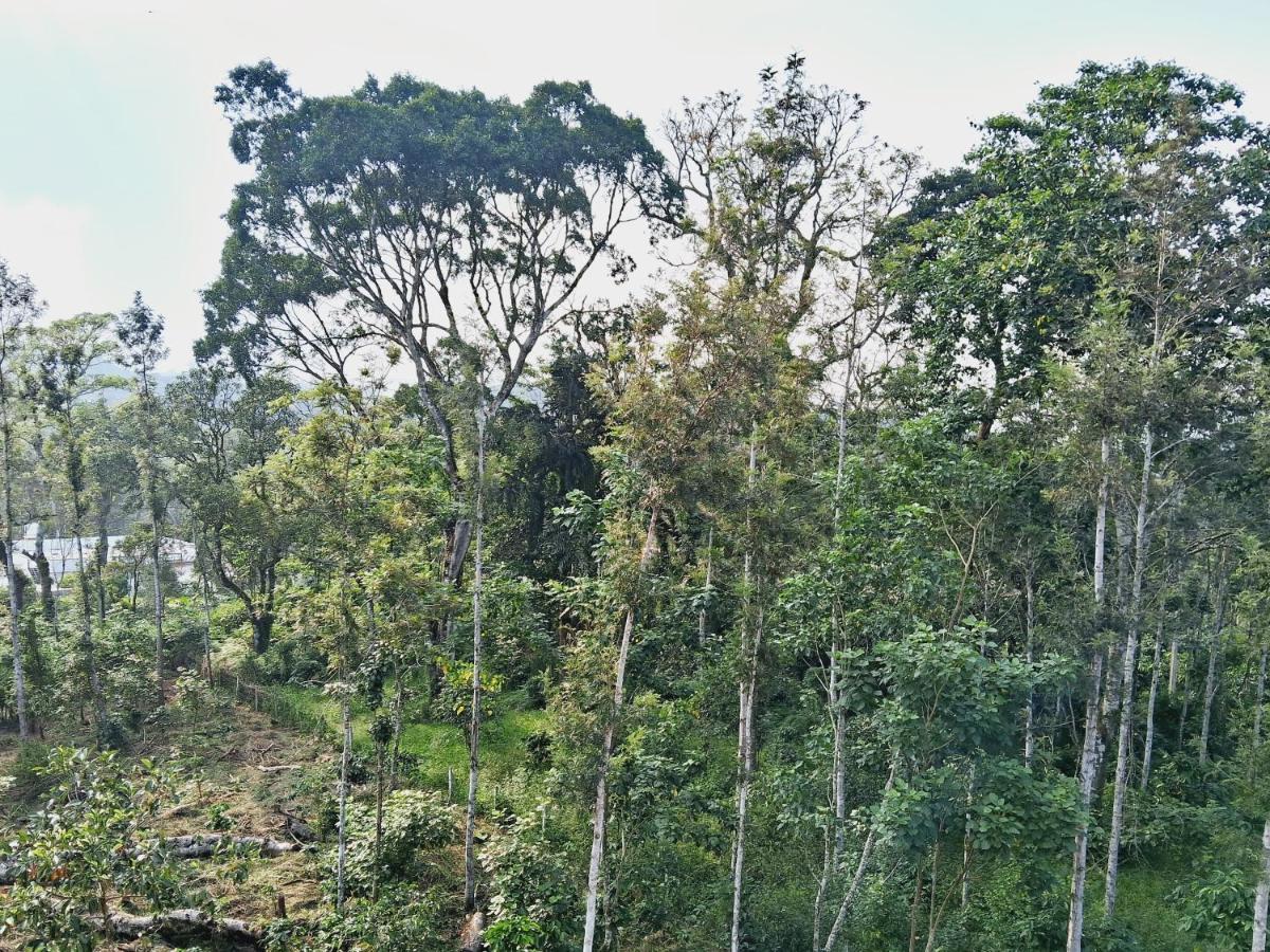 Coorg Teakwood Treasure Homestay 马迪凯里 外观 照片