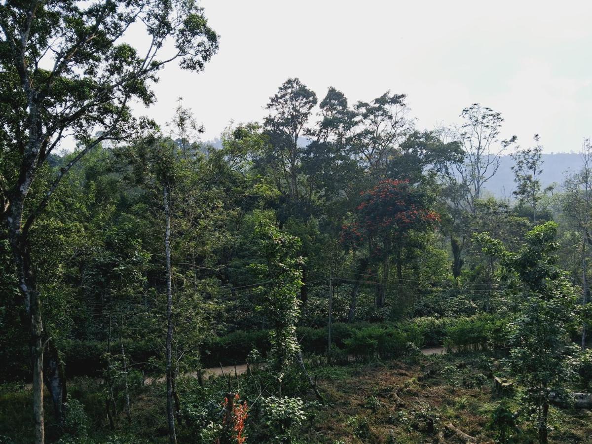 Coorg Teakwood Treasure Homestay 马迪凯里 外观 照片
