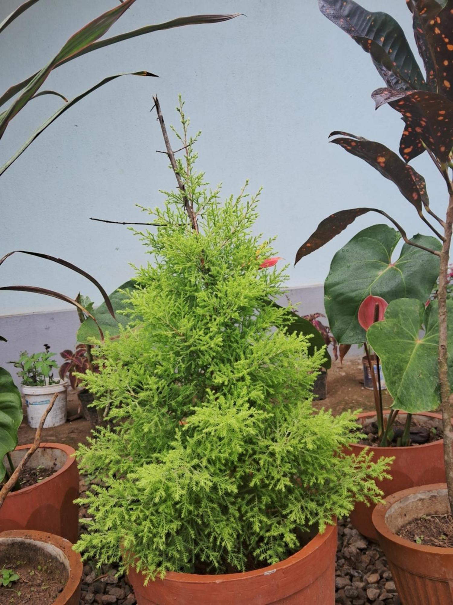 Coorg Teakwood Treasure Homestay 马迪凯里 外观 照片