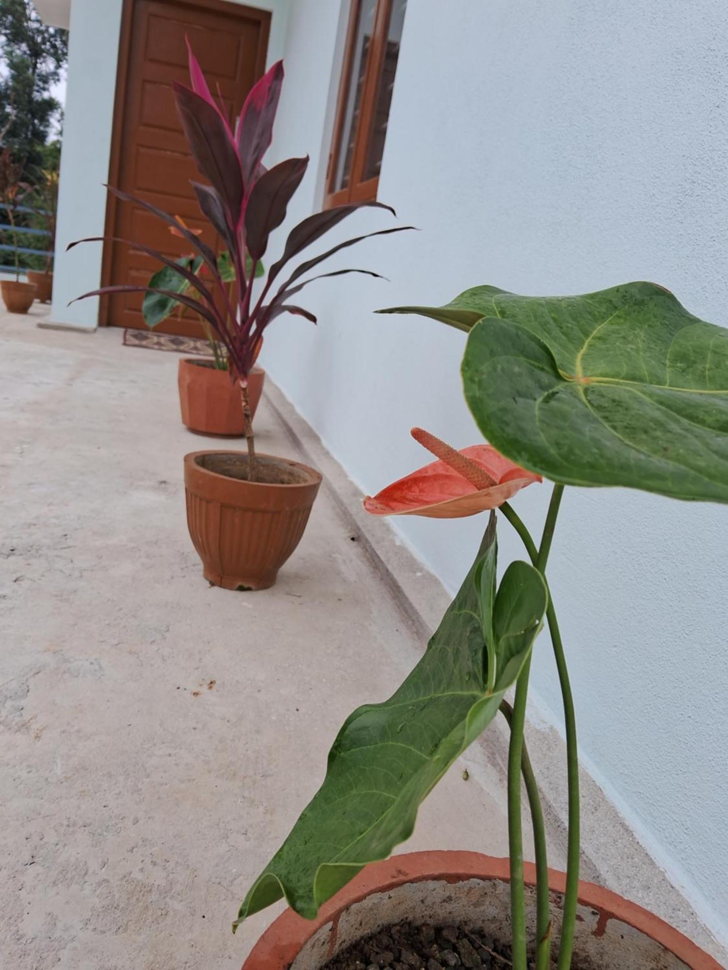 Coorg Teakwood Treasure Homestay 马迪凯里 外观 照片